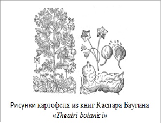 Фото картофель в Садовом центре Пятница, Нижний Тагил